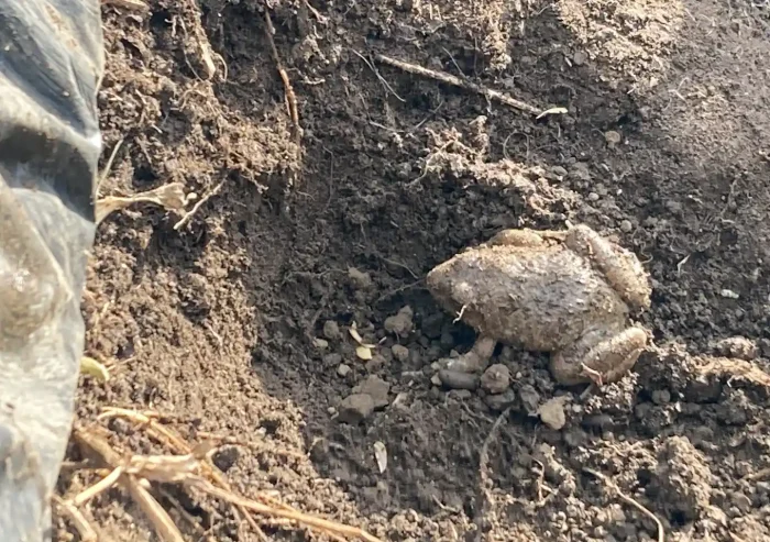 秋植えジャガイモの品種/デジマとアンデスレッド/黒マルチ栽培方法〜収穫時期/植付け
