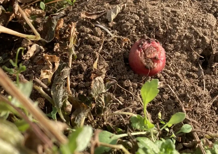 秋植えジャガイモの品種/デジマとアンデスレッド/黒マルチ栽培方法〜収穫時期/植付け/霜焼け腐る