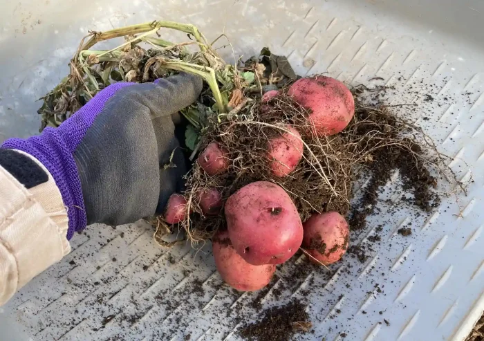 秋植えジャガイモの品種/デジマとアンデスレッド/黒マルチ栽培方法〜収穫時期/植付け