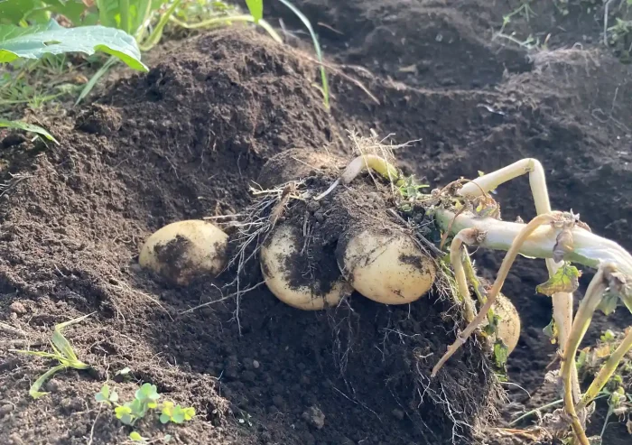 秋植えジャガイモの品種/デジマとアンデスレッド/黒マルチ栽培方法〜収穫時期/植付け