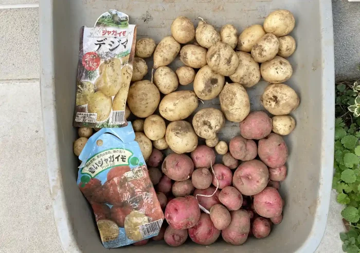 秋植えジャガイモの品種/デジマとアンデスレッド/黒マルチ栽培方法〜収穫時期/植付け