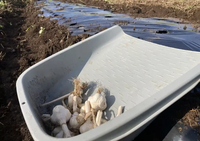 ニンニクほったらかし栽培／自然農法（黒or透明マルチ）成長が良いのは？ポイント地温・時期