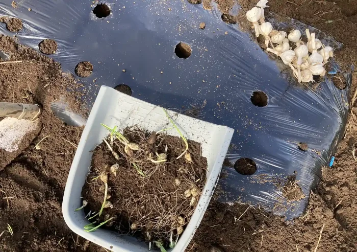 ニンニクほったらかし栽培／自然農法（黒or透明マルチ）成長が良いのは？ポイント地温・時期