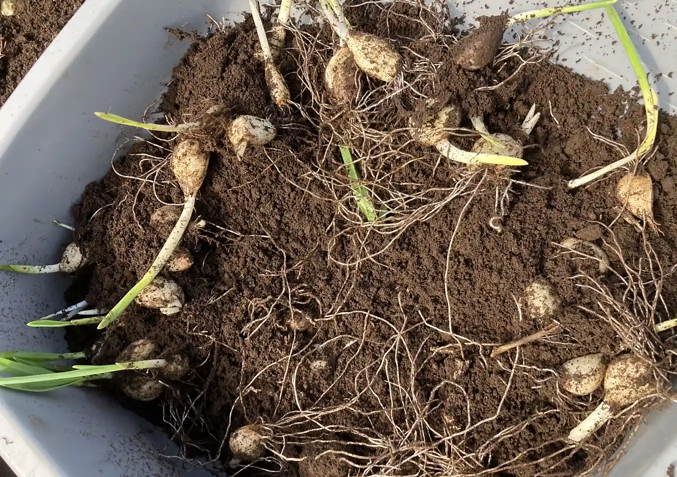 ニンニクほったらかし栽培／自然農法（黒or透明マルチ）成長が良いのは？ポイント地温・時期