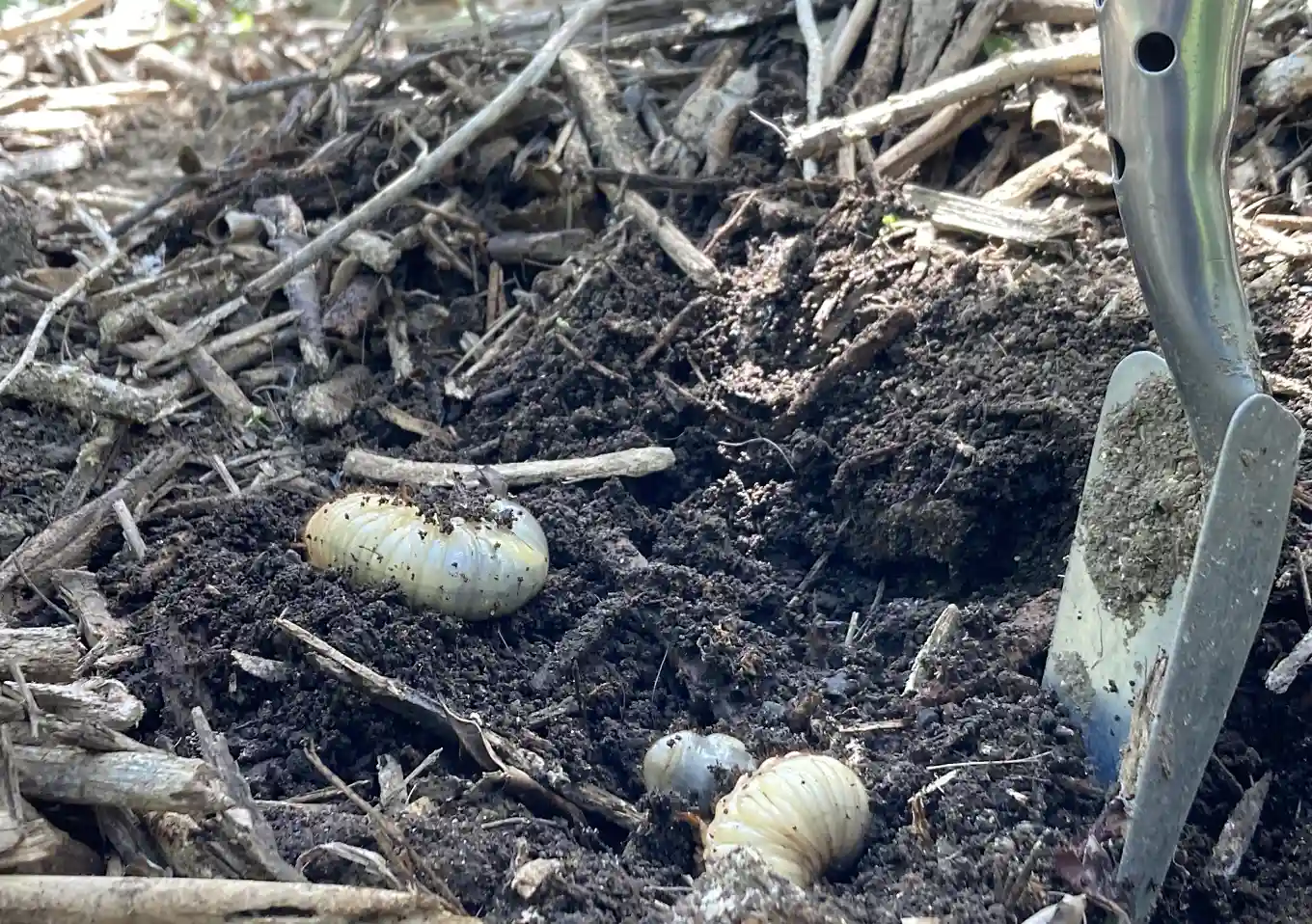 カブトムシ幼虫の孵化／育て方／ウッドバーグ堆肥の作り方／腐葉土との違い／ウッドチップ販売（オールクリーン）／印西市_配布・購入できる場所／ガーデニング庭いじり／土づくりと雑草対策を両立／土壌改良・発酵