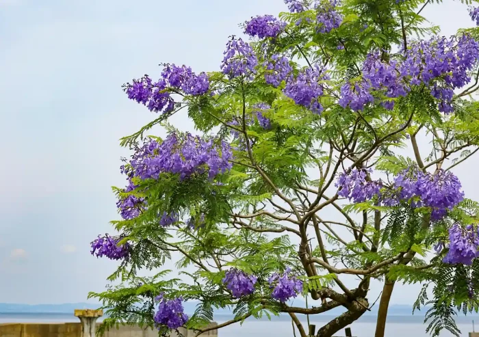 熱海旅行のベストシーズンは6月(ジャカランダフェスティバル)植物好きなら一度は見たい/南米の植物